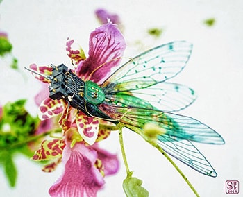 mgest moncasoft informatica software insectos piezas informatica recicladas reutilizadas julie alice chappell facebook min